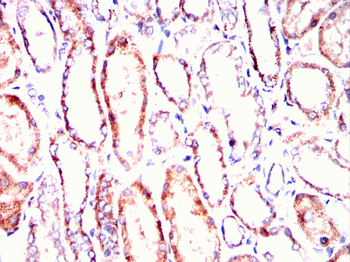 CYP1A2 Antibody