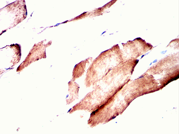 CYP1A2 Antibody
