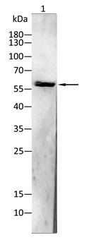 CYP1A2 Antibody