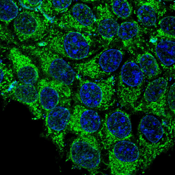 DPYSL2 Antibody