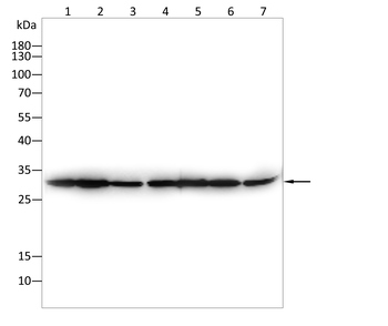 PRKAB1 Antibody