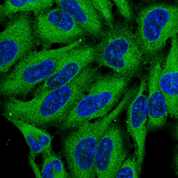 PNOC Antibody