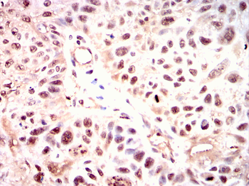 TLE1 Antibody