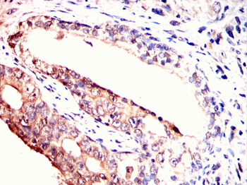 TPX2 Antibody