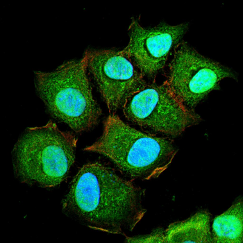 RAG2 Antibody