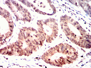 MYOD1 Antibody