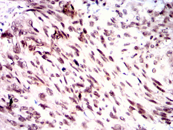 MYOD1 Antibody