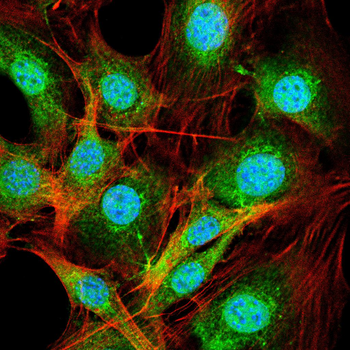 PAX8 Antibody