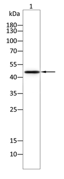 PAX8 Antibody