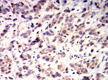 CRTC2 Antibody
