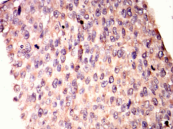 CRTC2 Antibody