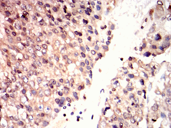 CRTC2 Antibody