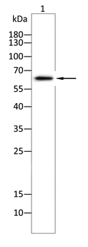 PSIP1 Antibody