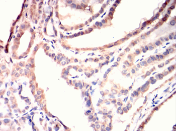 MAPK6 Antibody