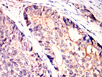MSX1 Antibody