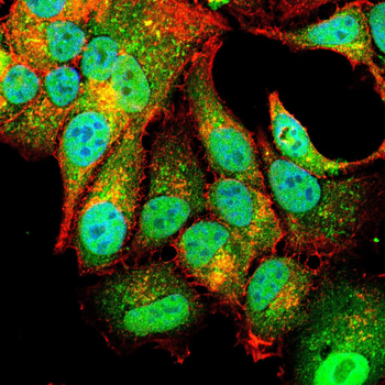 MSX1 Antibody