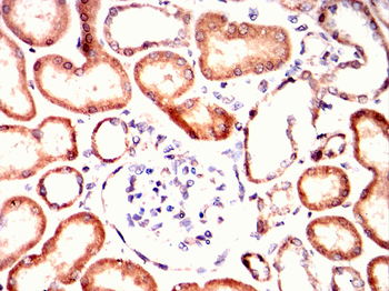 MSX1 Antibody