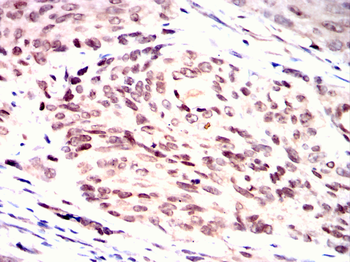 MSX1 Antibody
