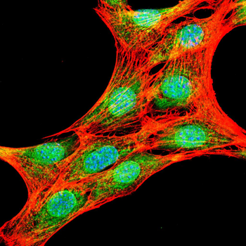 c-Rel Rabbit Polyclonal Antibody