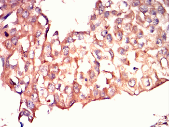 c-Rel Rabbit Polyclonal Antibody