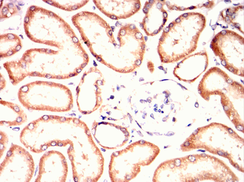 c-Rel Rabbit Polyclonal Antibody