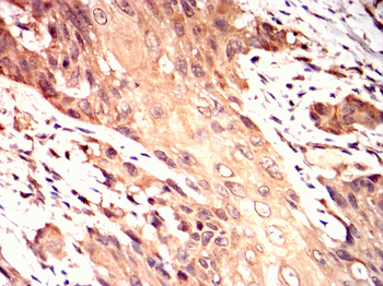 c-Rel Rabbit Polyclonal Antibody
