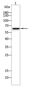 c-Rel Rabbit Polyclonal Antibody