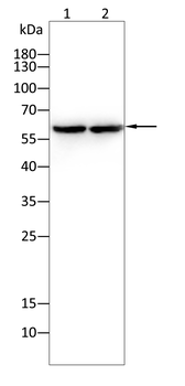 FYN Antibody