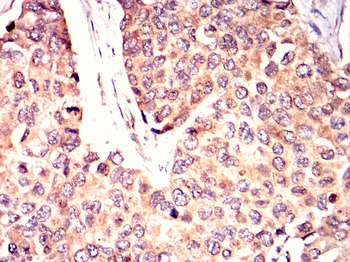 CRKL Antibody
