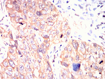MAP2 Antibody