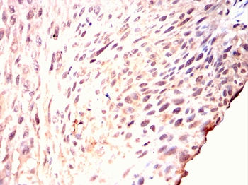 XRCC5 Antibody