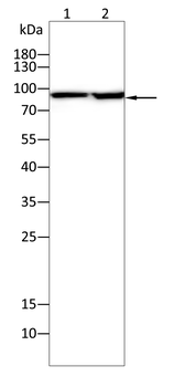 XRCC5 Antibody