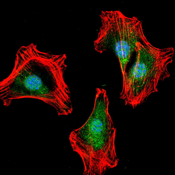 OLIG2 Antibody