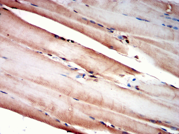 NRF1 Antibody