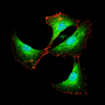 RAF1 Antibody