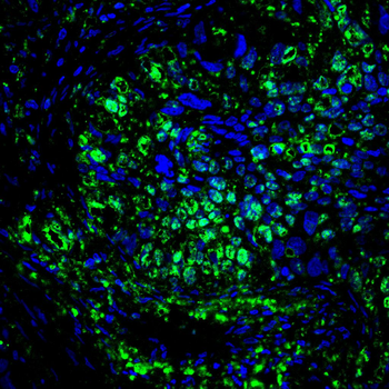 RPA2 Antibody