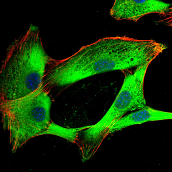 HSPA4 Antibody