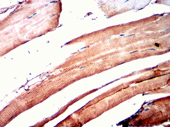 HSPA4 Antibody