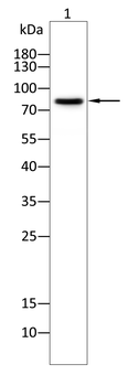 RPS6KA3 Antibody