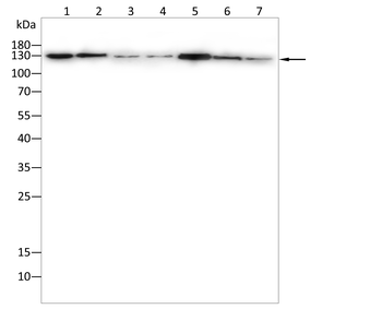 MCM2 Antibody
