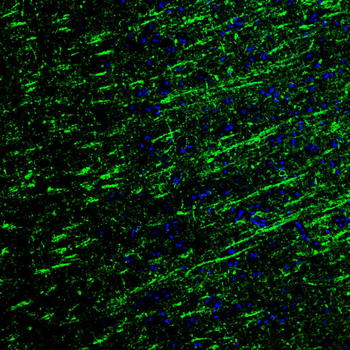 MBP Antibody