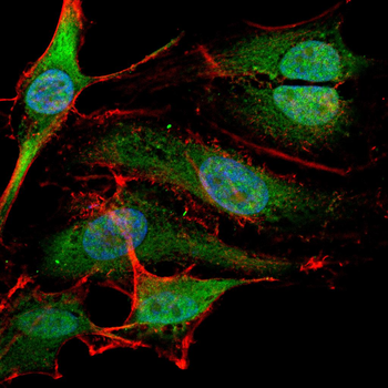 PKN2 Antibody