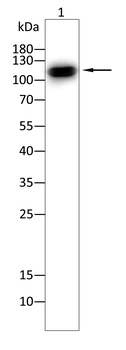 PKN2 Antibody