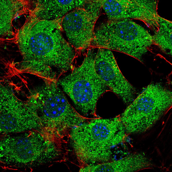 CD59 Antibody