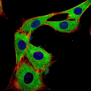 FLT3 Antibody