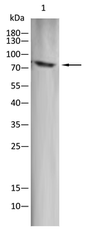 TBK1 Antibody