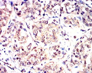 CASP1 Antibody