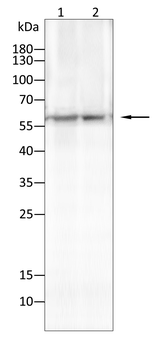 BMP4 Antibody