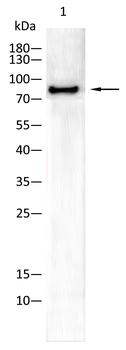 CTNNB1 Antibody