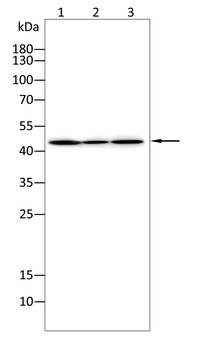 GATA1 Antibody